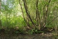 A verdant forest scene with wild tangle of tree trunks in a coppice by a dried up pond