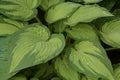 Verdant Green Hosta Leaves After a Rain Royalty Free Stock Photo