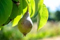 Verdant green pear growing in the garden Royalty Free Stock Photo