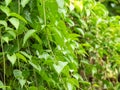 The verdant green plant leaves, with their lush and vibrant hues, breathe life into any space, creating a serene and refreshing Royalty Free Stock Photo