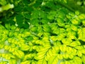 The verdant green plant leaves, with their lush and vibrant hues, breathe life into any space, creating a serene and refreshing Royalty Free Stock Photo