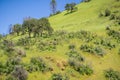 Verdant hills covered in Morning Glory flowers, Stebbins Cold Canyon, Napa Valley, California