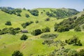 Verdant hills and valleys, cattle grazing and old farm house, Sunol Regional Wilderness, San Francisco bay area, California Royalty Free Stock Photo
