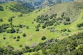 Verdant hills and valleys, cattle grazing and old farm house, Sunol Regional Wilderness, San Francisco bay area, California Royalty Free Stock Photo