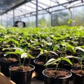 Verdant Java Dreams: A Lush Greenhouse Oasis of Coffee Seedlings