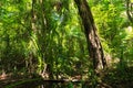 verdant jungle of Swamp fores in Thailand