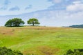 Verdant landscape on a sunny spring day in Edgewood county Park, San Francisco bay area, California