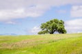 Verdant landscape on a sunny spring day in Edgewood county Park, San Francisco bay area, California Royalty Free Stock Photo