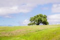 Verdant landscape on a sunny spring day in Edgewood county Park, San Francisco bay area, California