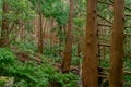 verdant landscape with tree trunks on the island of flowers of the archipelago of the Azores