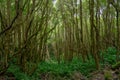 verdant landscape with tree trunks on the island of flowers of the archipelago of the Azores