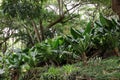 A verdant landscape in a tropical rainforest with ferns, trees, Elephant Ear plants and orchids in Allerton Gardens