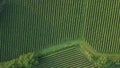 Verdant Landscape Of Viniculture In The Winery Region Of Portugal. Aerial Drone