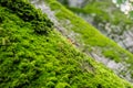 Verdant moss and tiny mushrooms growing on the trunks of old oak trees