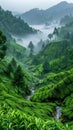 Verdant Tea Plantation Stretching Into the Morning Fog The green blurs with the mist