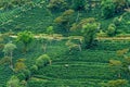 Verdant terraces of coffee plants in Boquete Panama