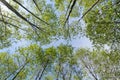 Verdant trees viewed from below Royalty Free Stock Photo