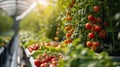 Verdant vertical farming system produces a colorful tomato and nutritious vegetables