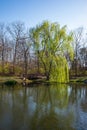Spring green Weeping Willow tree reflecting in a lake with a wooden bridge and clear, blue sky Royalty Free Stock Photo