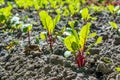 Verdant young small beetroot transplant growing at the bed in the garden during spring Royalty Free Stock Photo