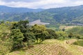 Beautiful view of coffee on a mountain Royalty Free Stock Photo