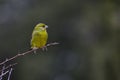 Verderon or Chloris chloris, passerine - Fringillidae family.