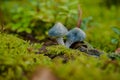 Verdigris agaric in the forest Royalty Free Stock Photo