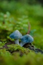 Verdigris agaric in the forest