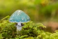 Verdigris agaric mushroom - Stropharia aeruginosa - growing in moss