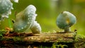 Verdigris agaric mushrooms