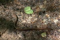 A verdigris lizard on the ground