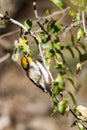 Verdin, Auriparus flaviceps Royalty Free Stock Photo
