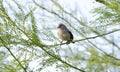 Verdin bird, Tucson Arizona desert Royalty Free Stock Photo