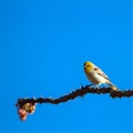 Tiny yellow-headed Verdin perches on the stem of an Ocotillo cactus in the Sonoran Desert of southern Arizona