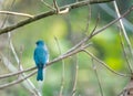 Verditer Flycatcher bird