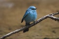 Verditer Flycatcher