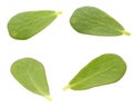 Verdolaga (purslane) leaf Royalty Free Stock Photo