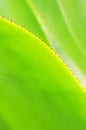 The verdure agave leaves