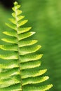 The verdure fern leaves Royalty Free Stock Photo