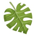 Verdure monstera icon cartoon vector. Foliage fashion