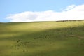 The verdure pasture under blue sky