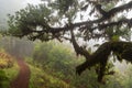 Vereda do Fanal hiking trail in Madeira Royalty Free Stock Photo