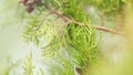 Vergreen Tree In Garden Decoration. Thuja Is An Evergreen Coniferous Plant. Royalty Free Stock Photo