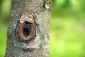 Healing tree wound Royalty Free Stock Photo