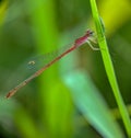 Veriagrion the small damselfy