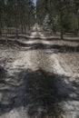 Verical image of Path on forest on Varziela village Cantanhede