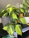 Brasil Heartleaf philodendron Plant Royalty Free Stock Photo