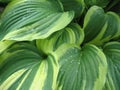 Verigated Hosta - detail Royalty Free Stock Photo