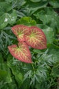 Verigated red and green leaf Royalty Free Stock Photo