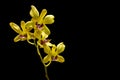 The veritcal image of Yellow orchid on black background Royalty Free Stock Photo